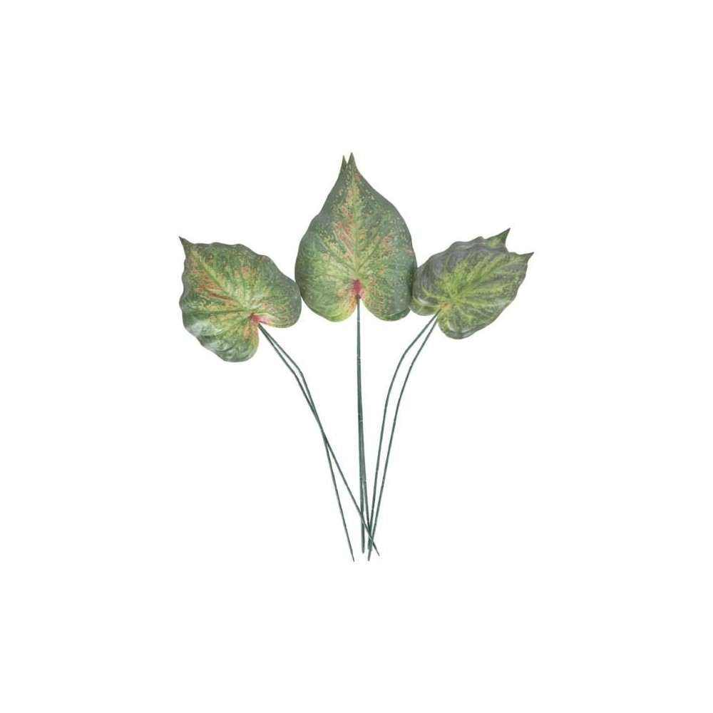 SET 6 FOGLIE CALADIUM BICOLO 3